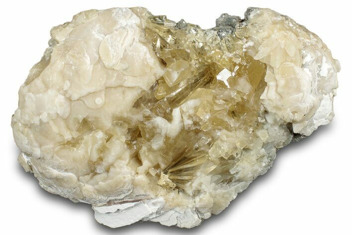 Fossil Clam (Mercenaria) w/ Fluorescent Calcite - Rucks' Pit, FL #300334